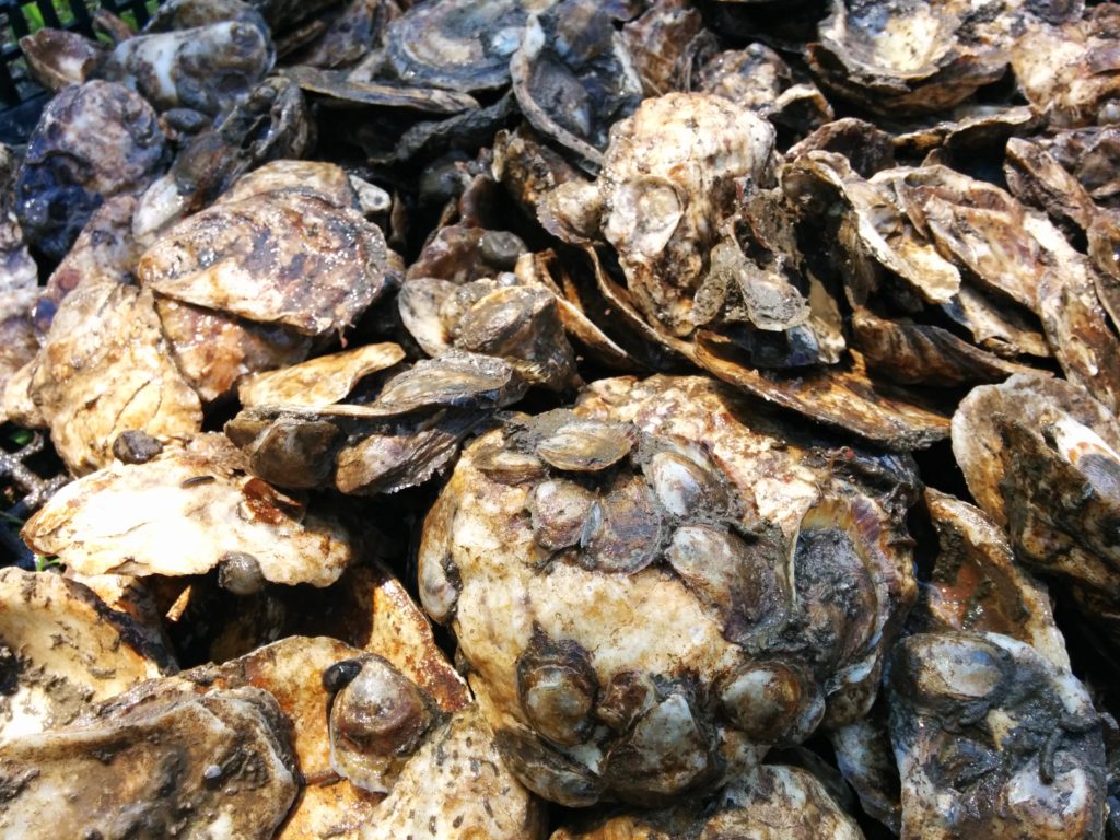 Oyster shellstock