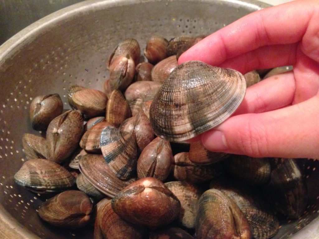 manila clams