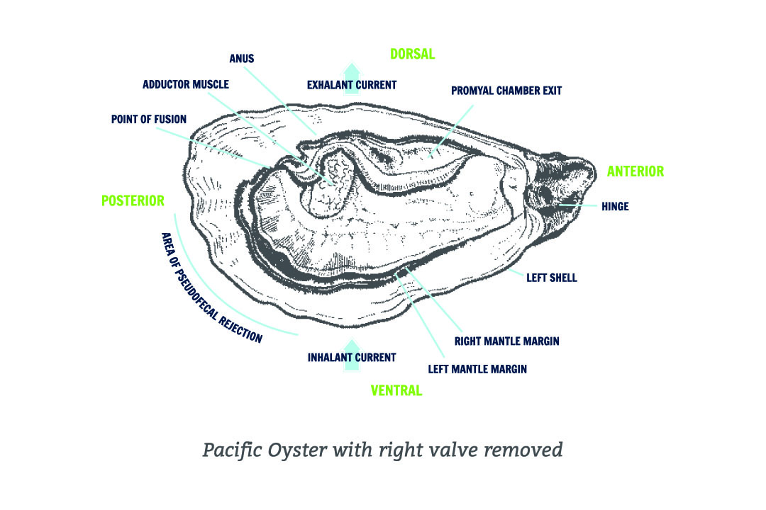 Oyster Anatomy