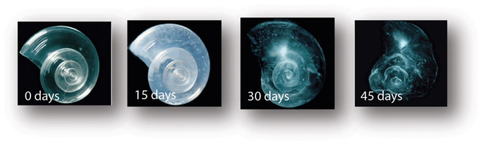 A shell placed in seawater with increased acidity slowly dissolves over 45 days. Source: NOAA