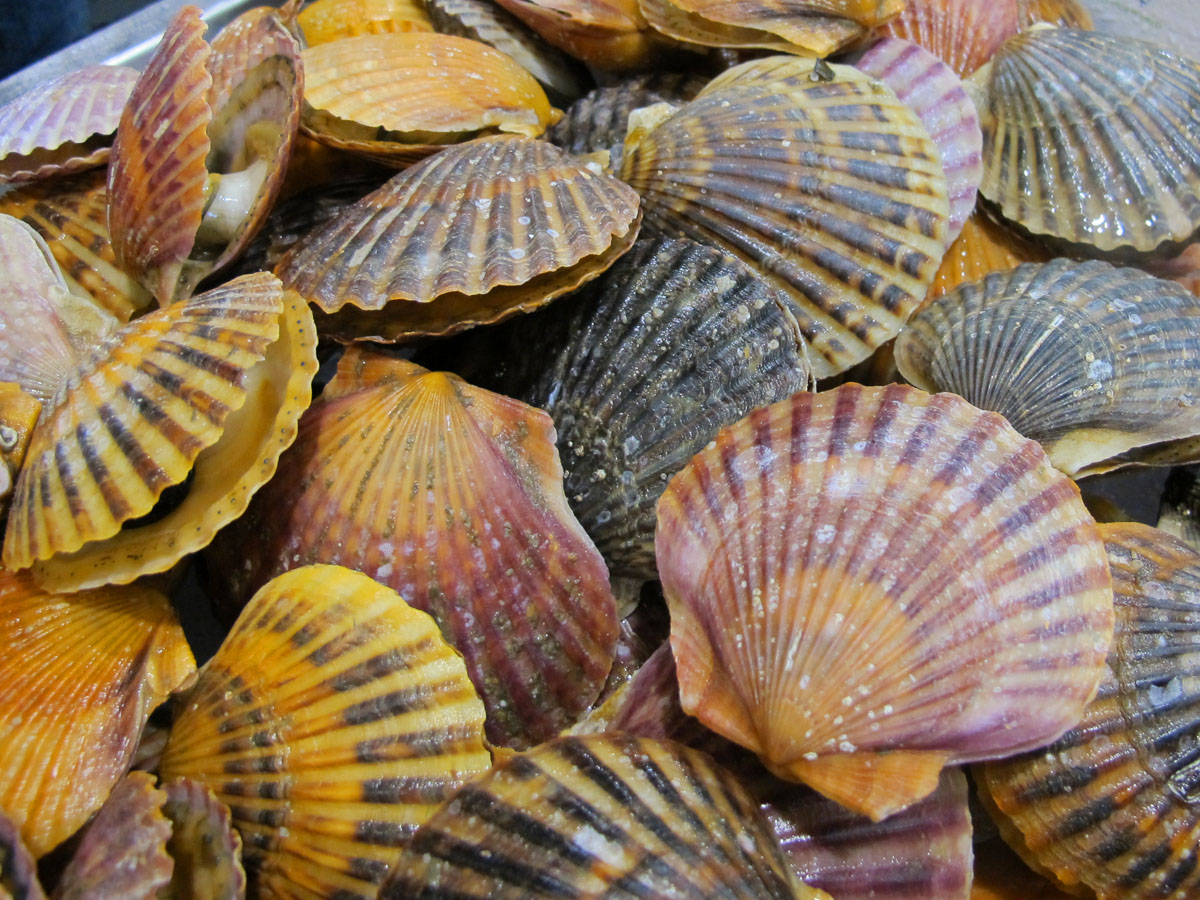 Двустворчатые моллюски устрицы