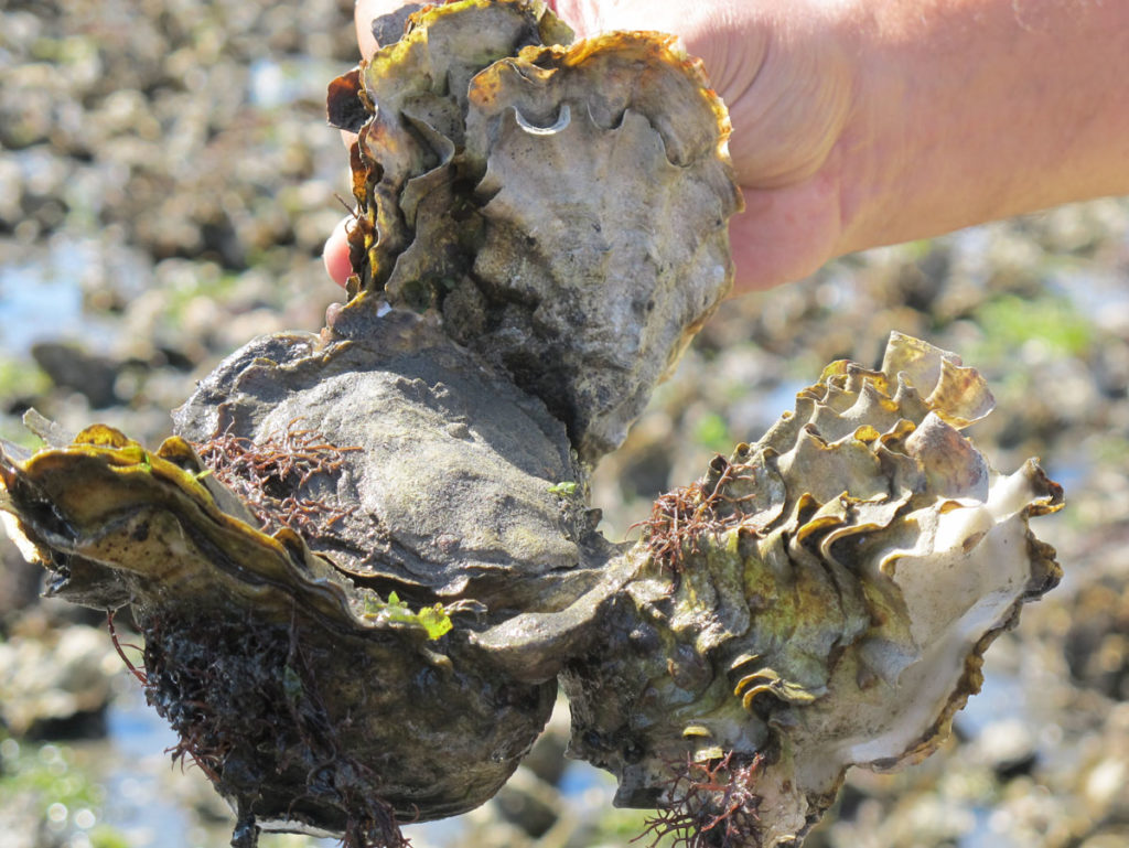 A Day on the Oyster Beach – Element Seafood