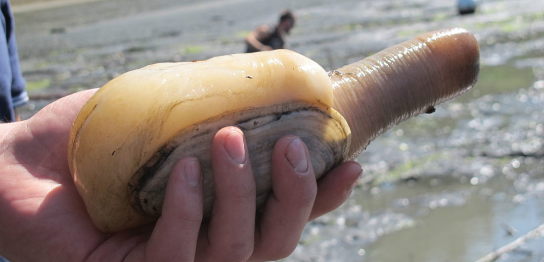 geoduck clam